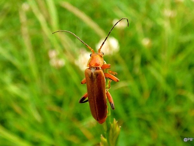 Red soldier beetle
