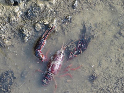 Red swamp crayfish