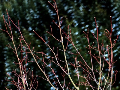 Red Twig Dogwood
