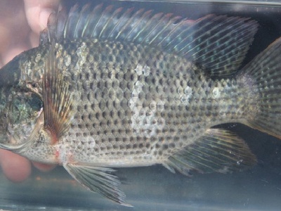 Redbelly tilapia