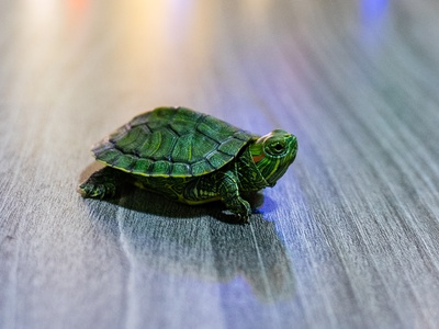 Red‑eared slider