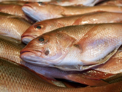 Redfish