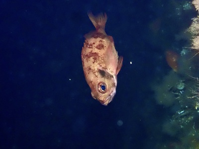 Redfish (ocean perch)