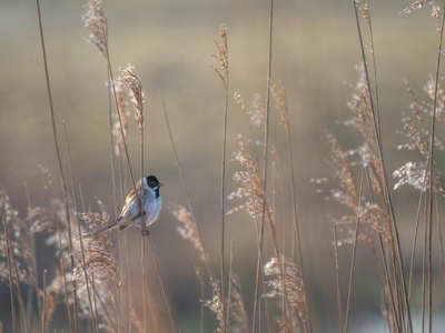 Reed Bunting