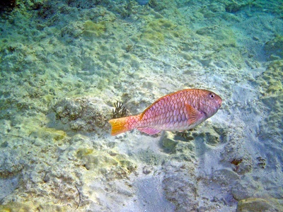 Reef butterflyfish