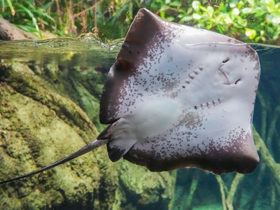 Reef manta