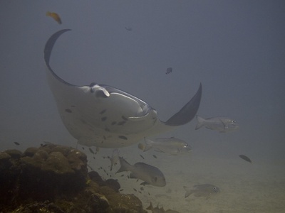 Reef Manta Ray