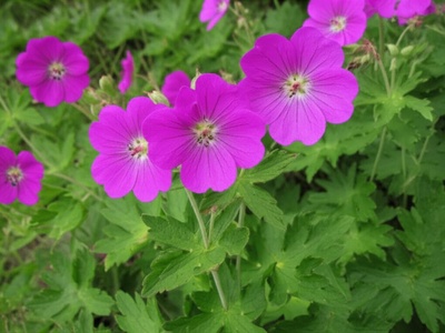 Regel's Geranium