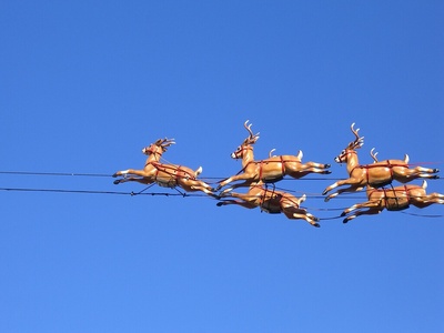 Reindeer