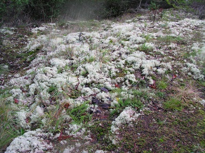Reindeer Lichen