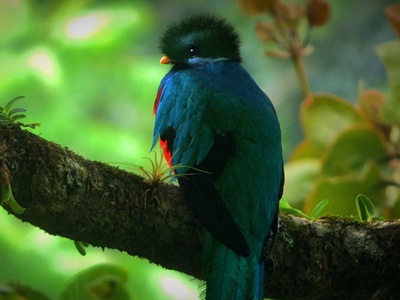 Resplendent quetzal