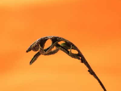 Resurrection plant