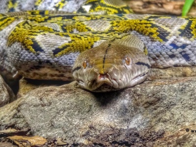 Reticulated Python