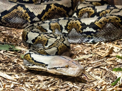 Reticulated Python