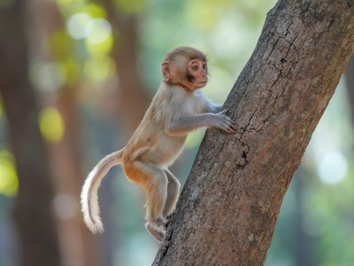 Rhesus Macaque