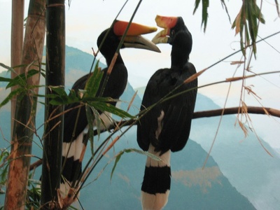 Rhinoceros Hornbill