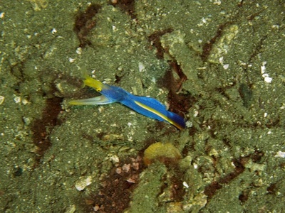 Ribbon Eel