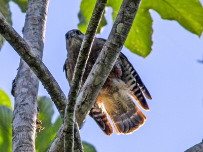 Ridgway's Hawk