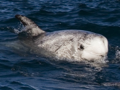 Risso's Dolphin