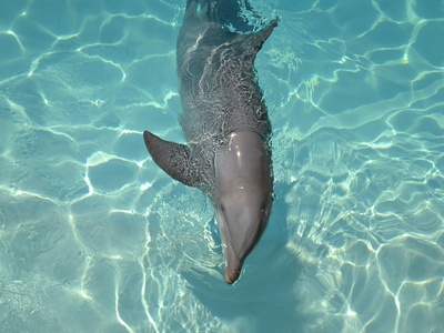 Risso's dolphin