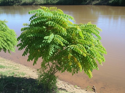 River Bean