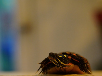 River Cooter