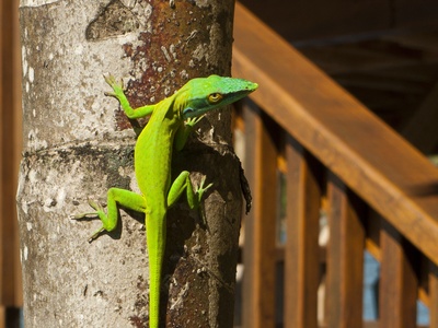 Roatán Anole