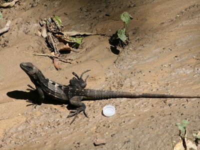 Roatán Spiny-tailed Iguana