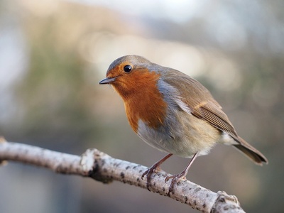 Robin