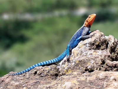 Rock Agama