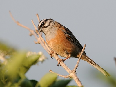 Rock Bunting