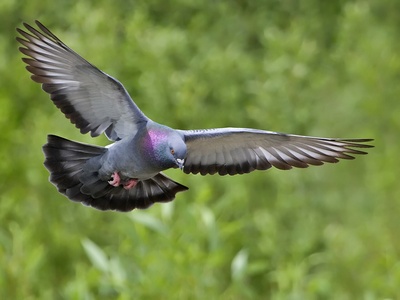 Rock Dove