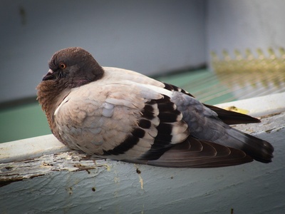 Rock Pigeon