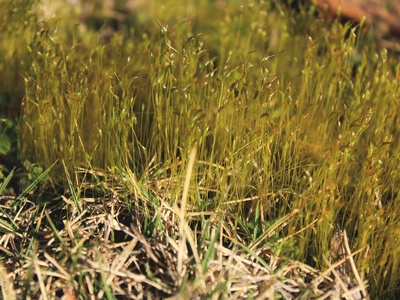 Rock Tassel Grass