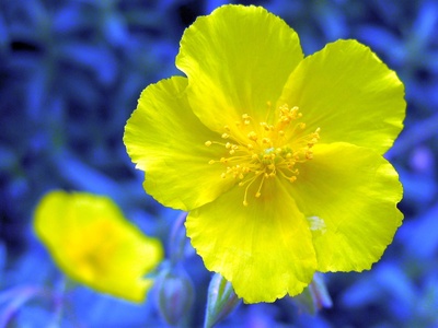 Rockrose