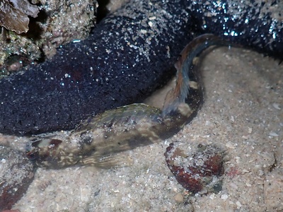 Rockskipper blenny