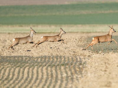 Roe Deer