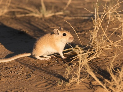 Rosalinda's Gerbil