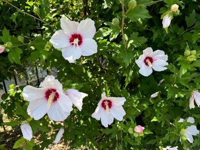 Rose of Sharon