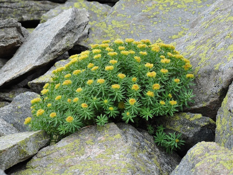 List of Mongolia's Native Plants - Flora Fauna Fun