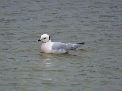 Ross's Gull