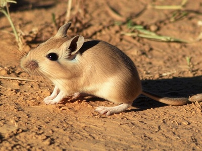 Rosy's Gerbil