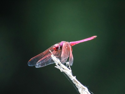 Rosy Maple Moth