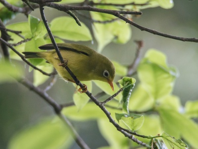 Rota White-eye