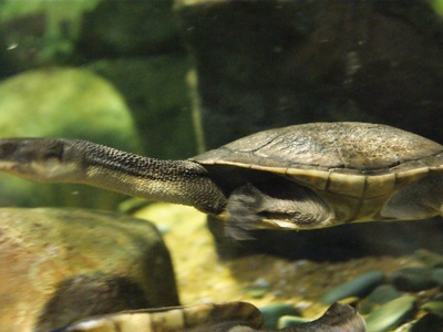 Roti Island Snake-necked Turtle