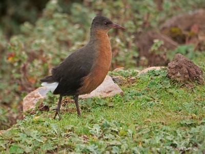 Rouget's Rail
