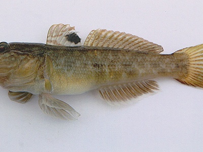 Round goby