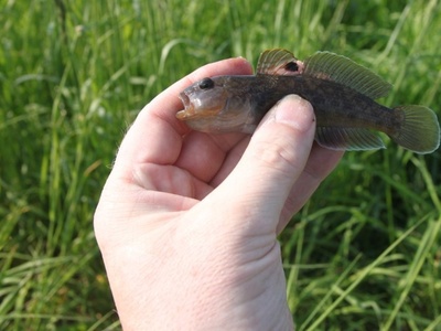 Round Goby