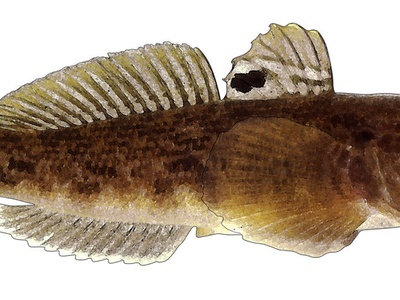 Round Goby