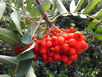Rowan (Japanese mountain ash)